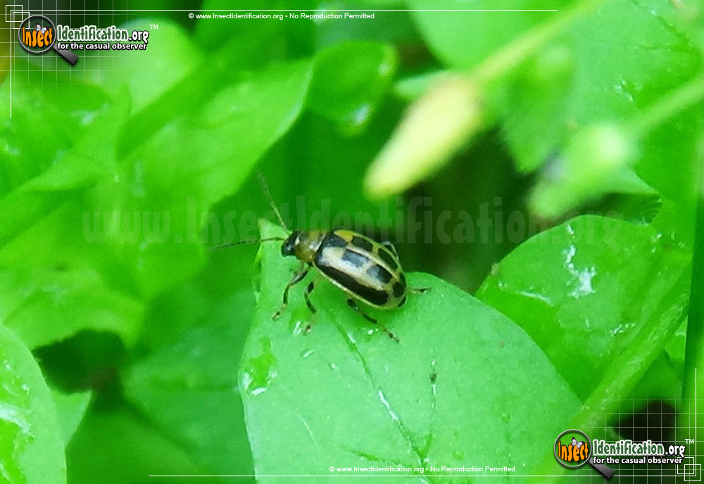 Full-sized image of the Bean-Leaf-Beetle