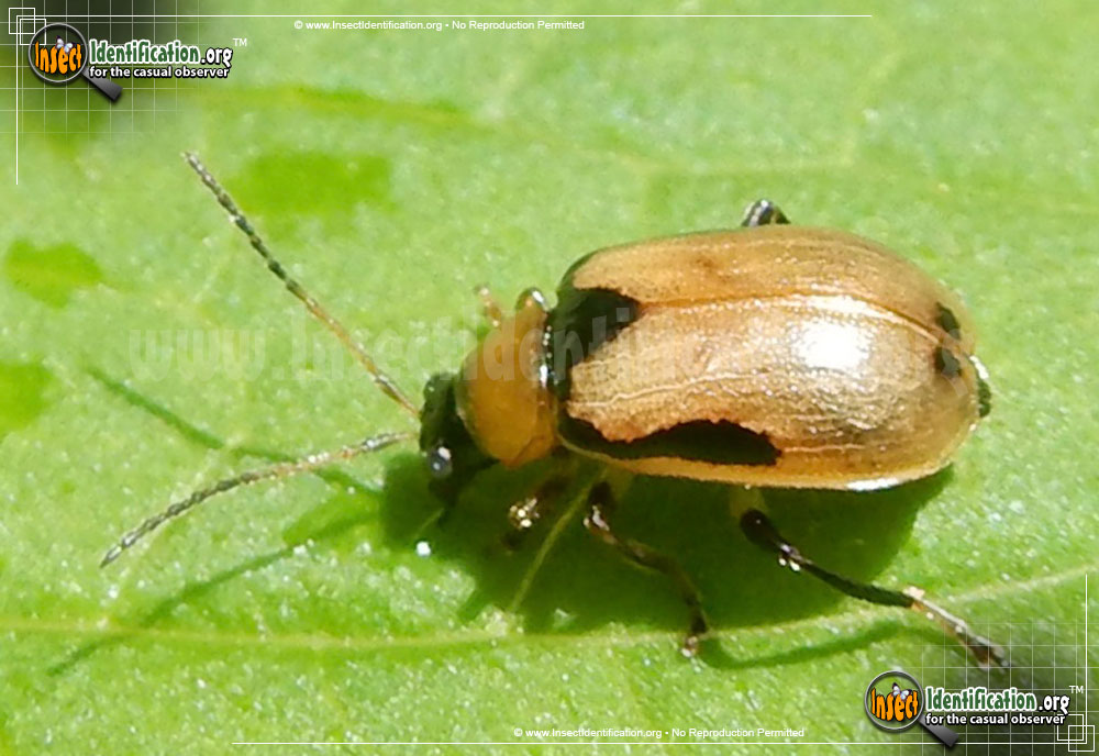 Full-sized image #3 of the Bean-Leaf-Beetle