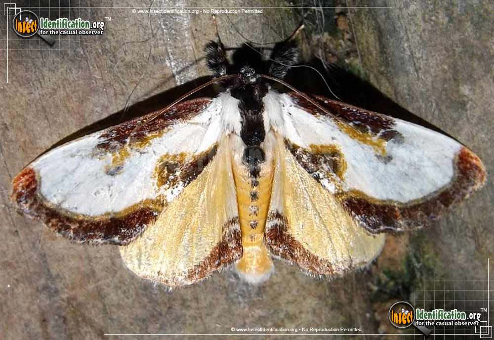 Full-sized image #2 of the Beautiful-Wood-Nymph-Moth
