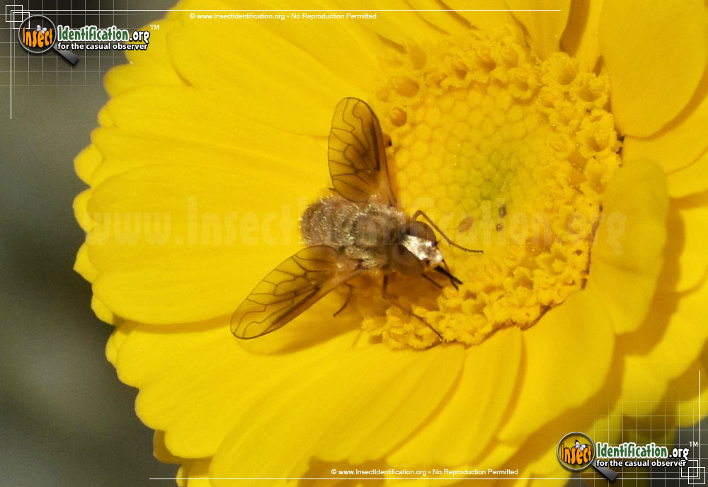 Full-sized image of the Bee-Fly-Chrysanthrax