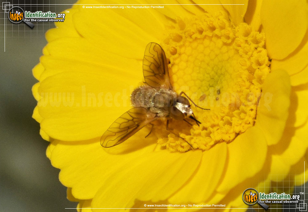 Bee Fly - Chrysanthrax sp.