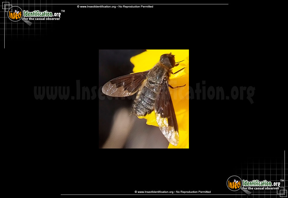 Full-sized image #2 of the Bee-Fly-Hemipenthes