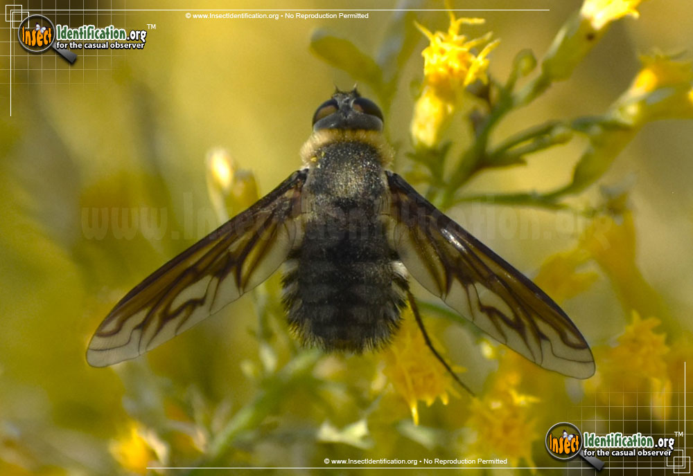 Full-sized image of the Bee-Fly-Poecilanthrax-californicus