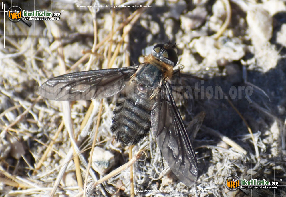 Full-sized image #5 of the Bee-Fly-Poecilanthrax-californicus