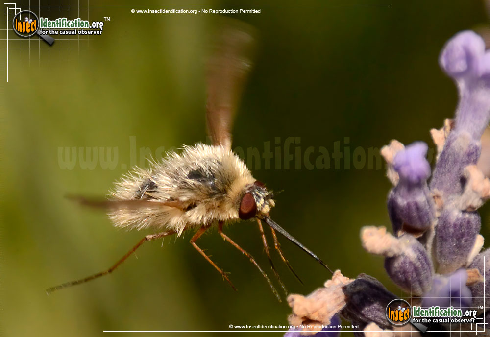 Full-sized image #4 of the Bee-Fly-Systoechus-vulgaris