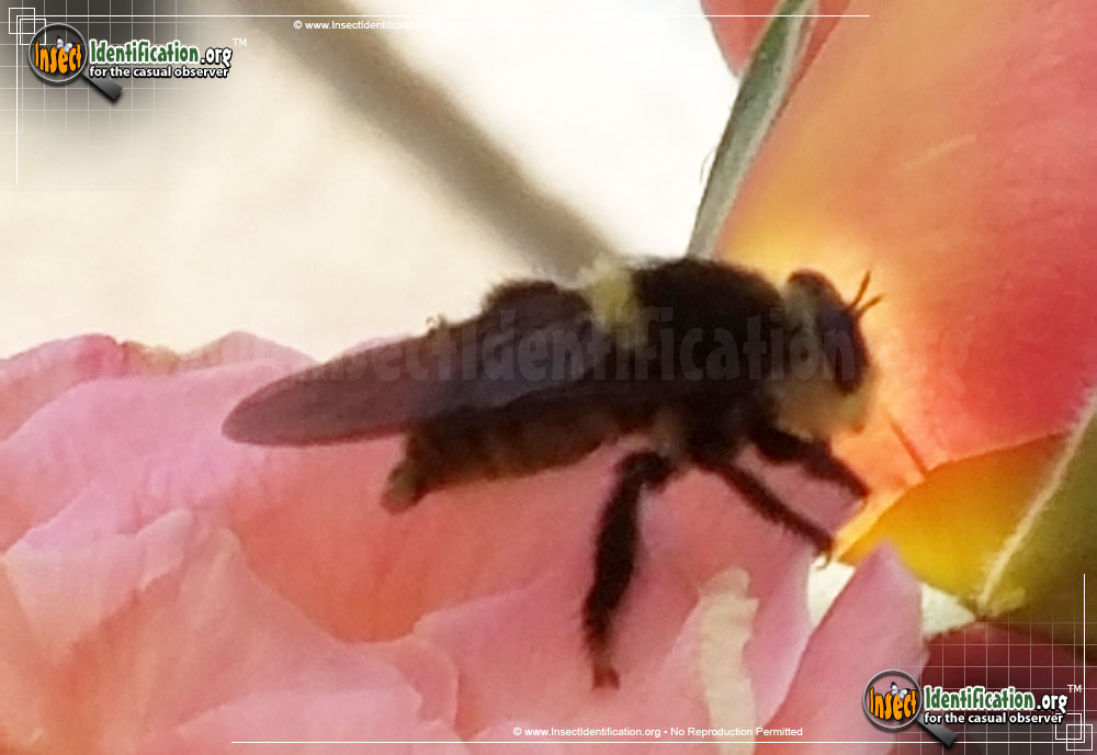 Full-sized image #2 of the Bee-Killer