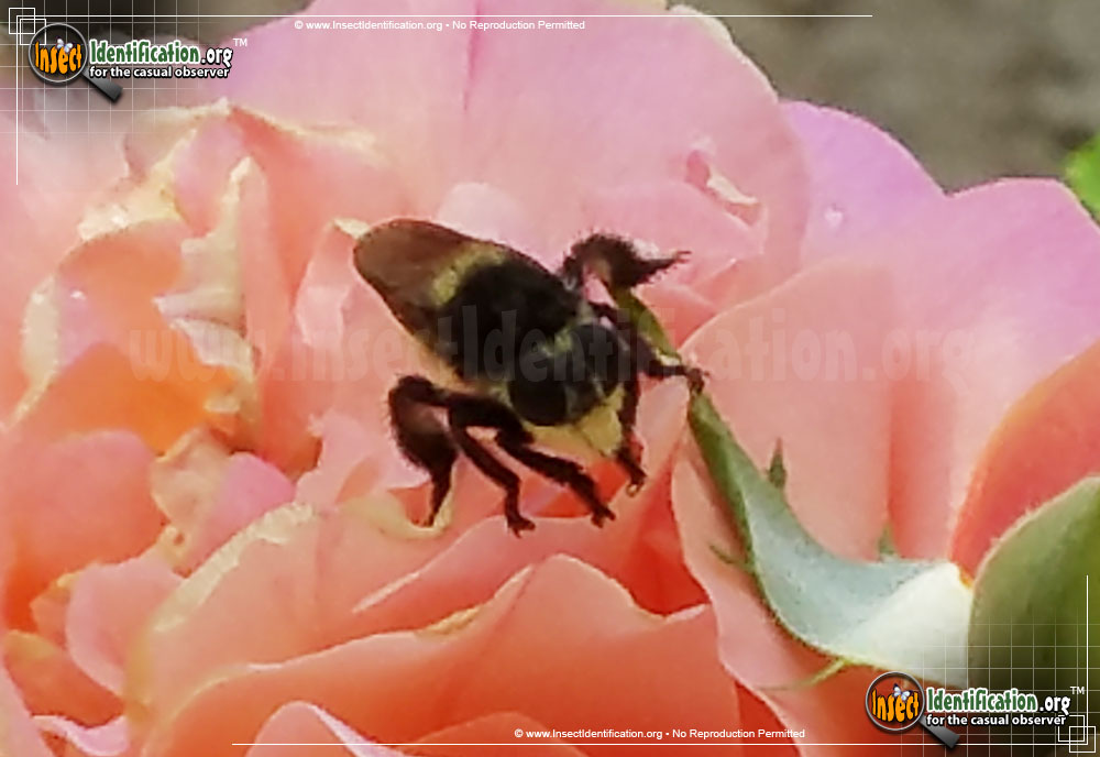 Full-sized image #3 of the Bee-Killer