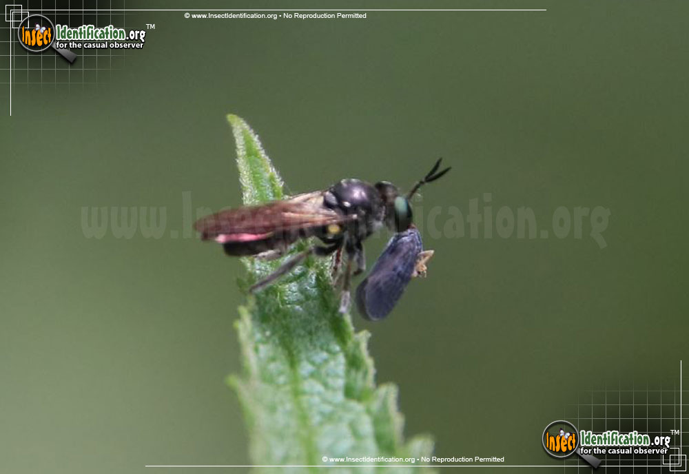 Full-sized image of the Bee-Like-Robber-Fly-Laphria-canis