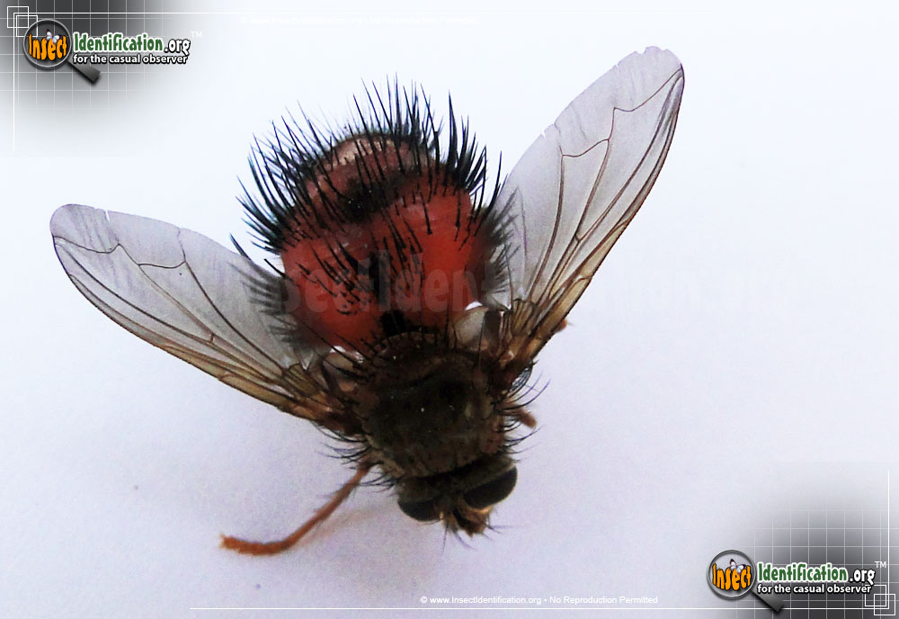 Full-sized image #4 of the Bee-Like-Tachinid-Fly