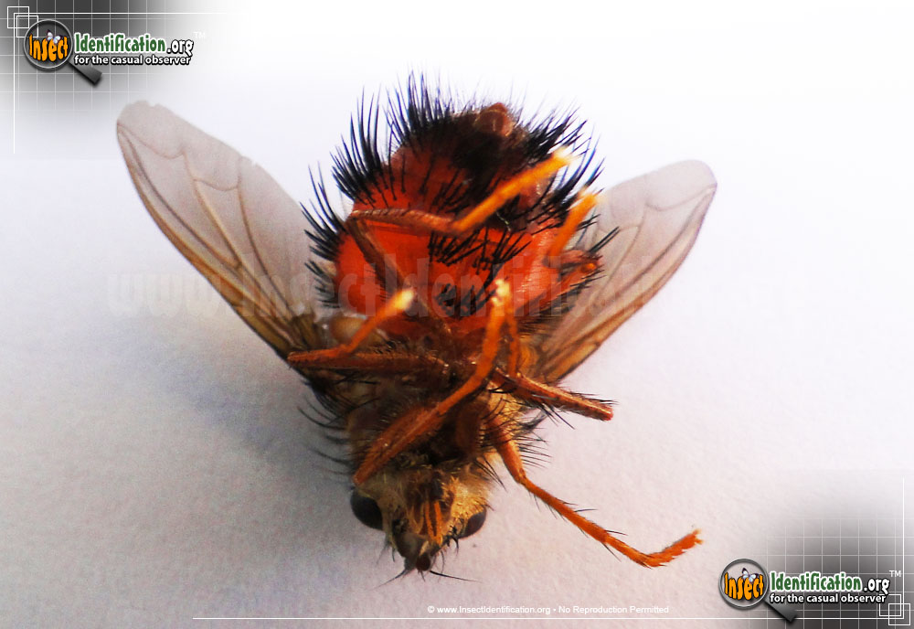 Full-sized image #3 of the Bee-Like-Tachinid-Fly