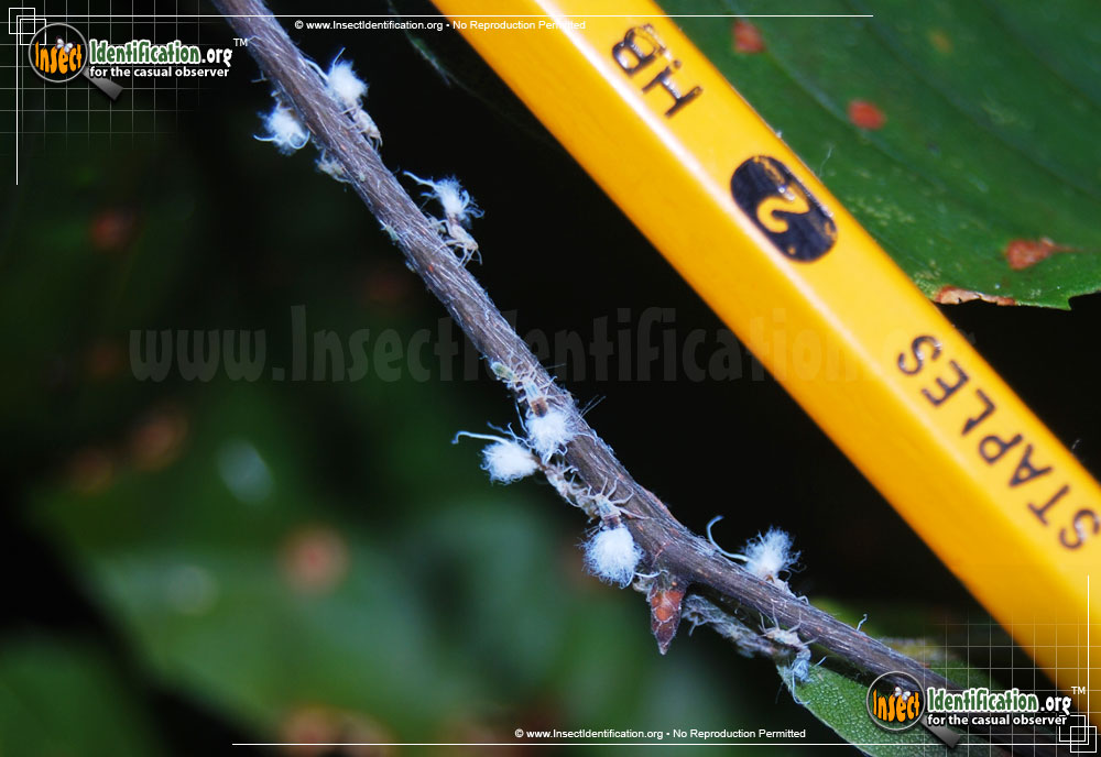 Full-sized image of the Beech-Blight-Aphid