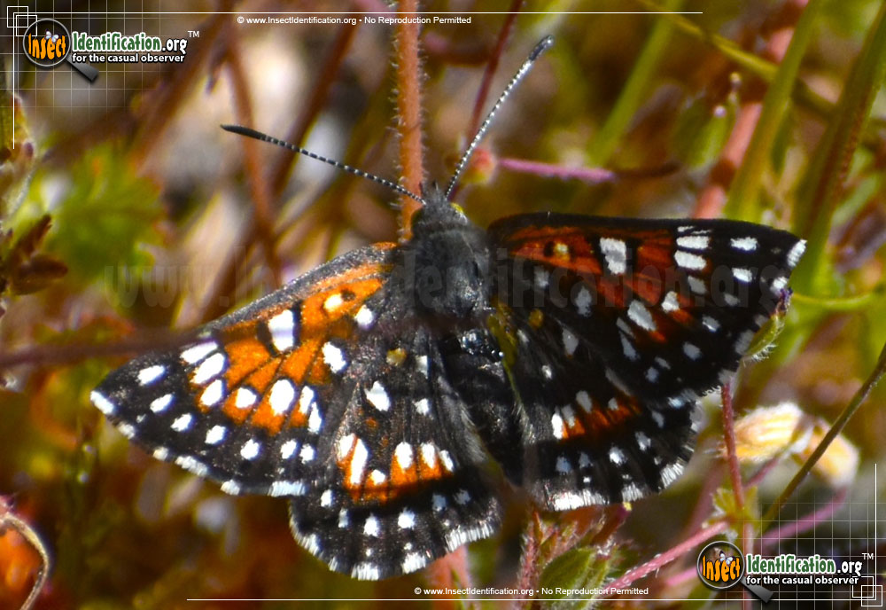 Full-sized image of the Behrs-Metalmark-Butterfly