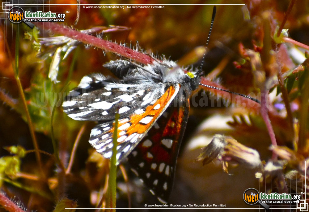 Full-sized image #2 of the Behrs-Metalmark-Butterfly