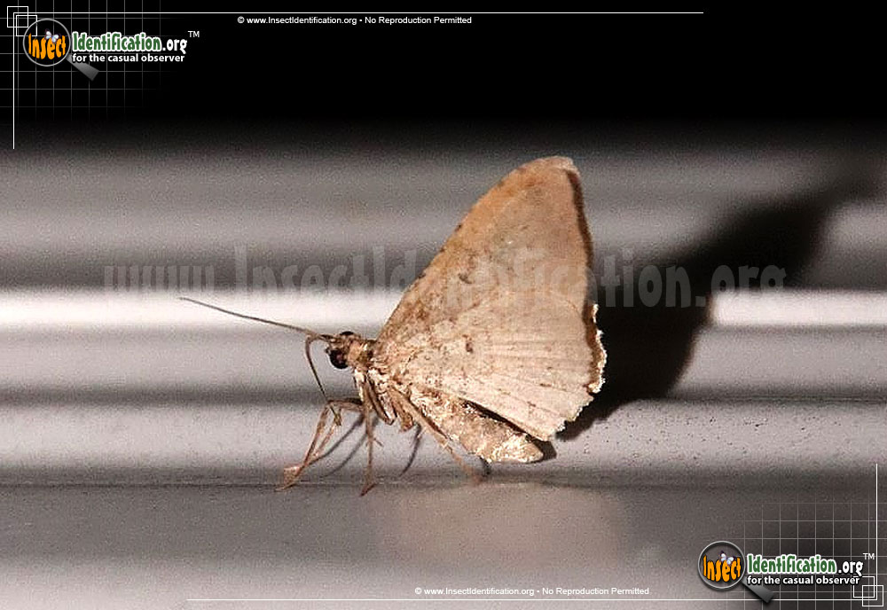 Full-sized image #4 of the Bent-Line-Carpet-Moth