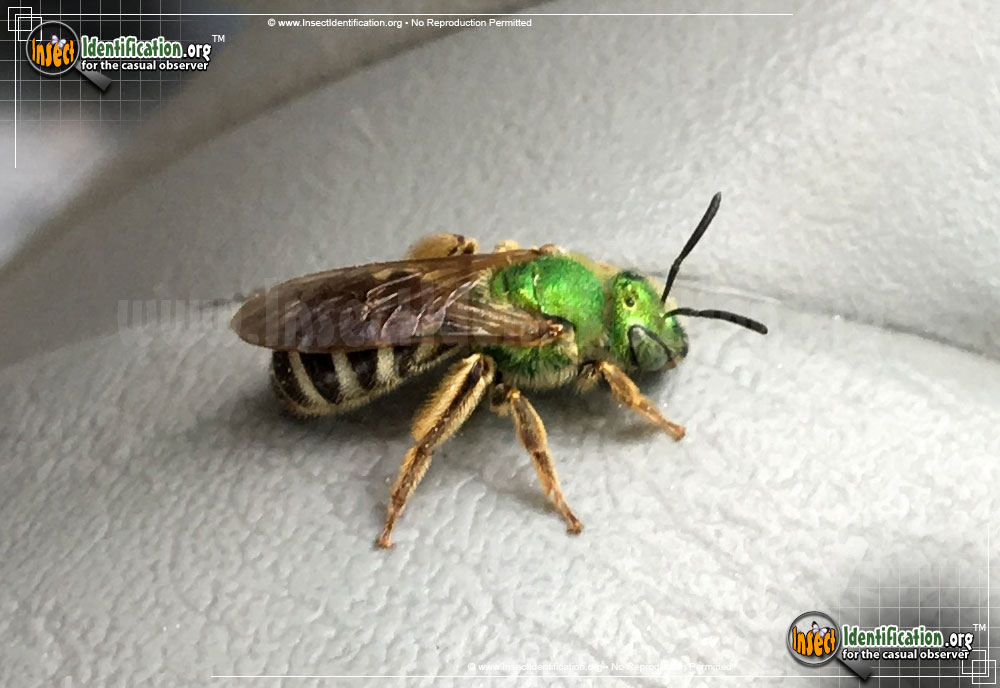 Full-sized image of the Bicolored-Agapostemon-Sweat-Bee