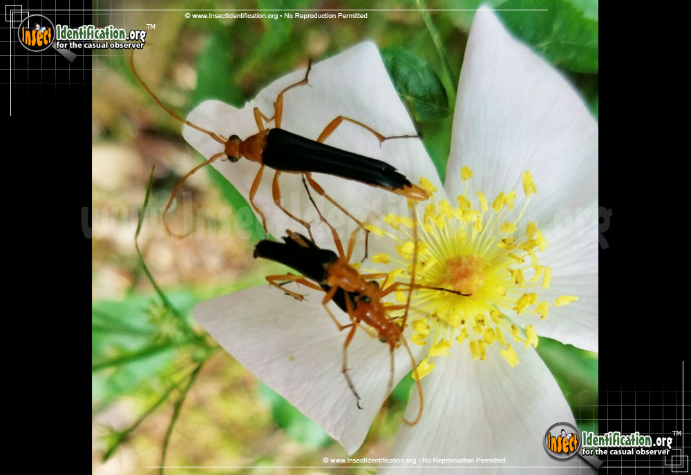 Full-sized image of the Bicolored-Flower-Longhorn-Beetle