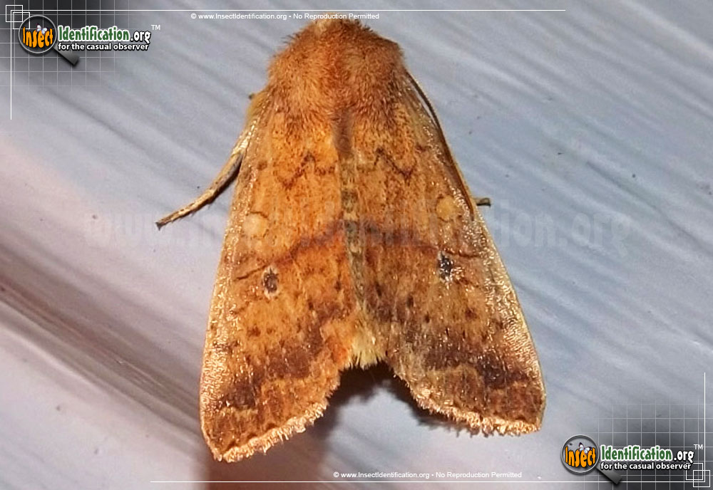 Full-sized image of the Bicolored-Sallow-Moth