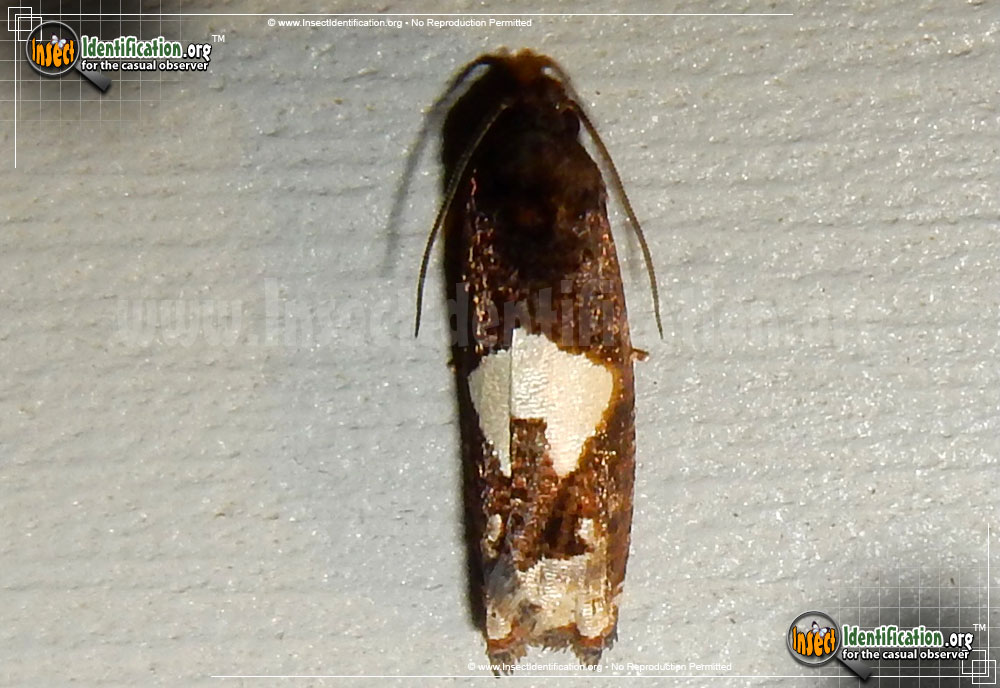 Full-sized image of the Bidens-Borer-Moth