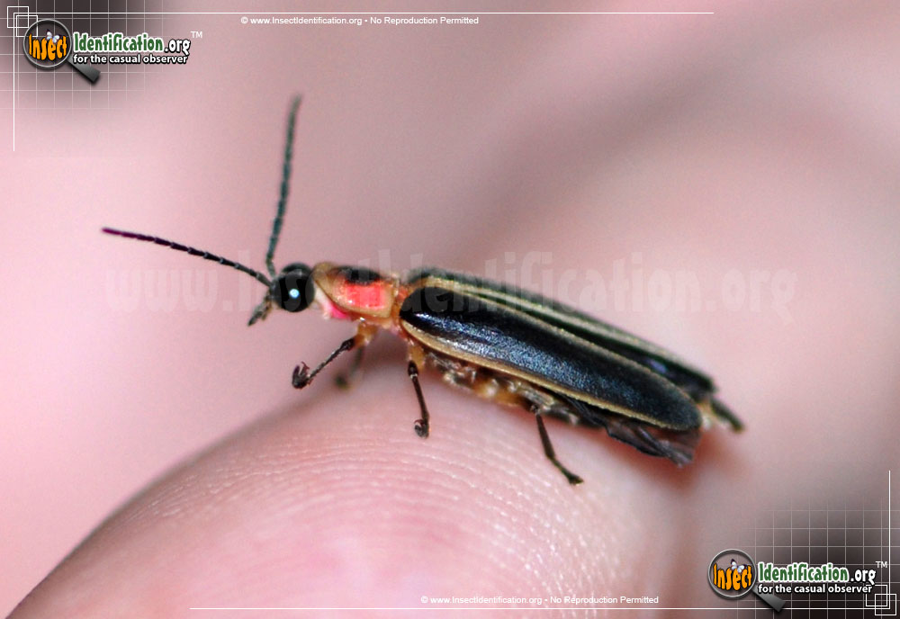 Full-sized image #8 of the Big-Dipper-Firefly