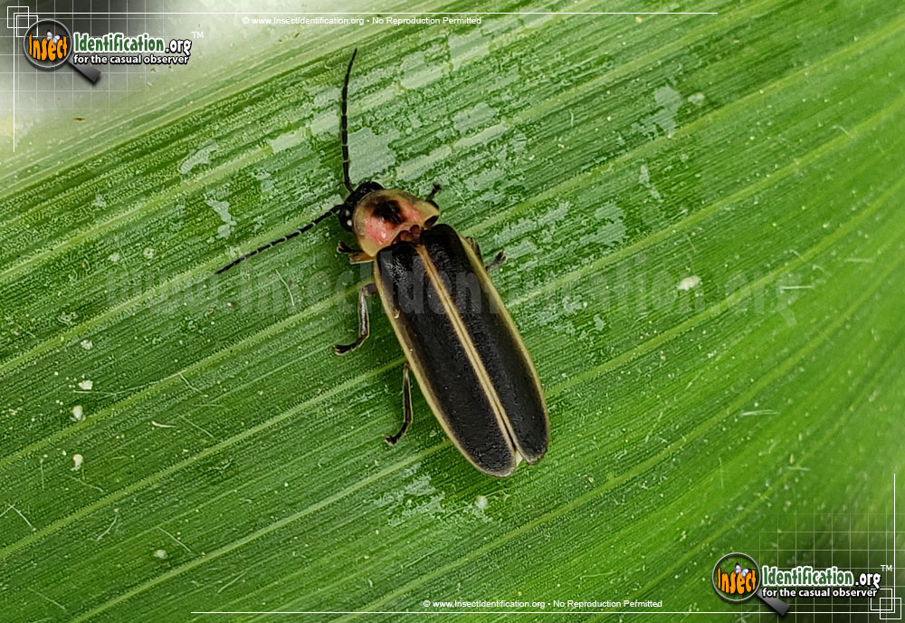Full-sized image #9 of the Big-Dipper-Firefly