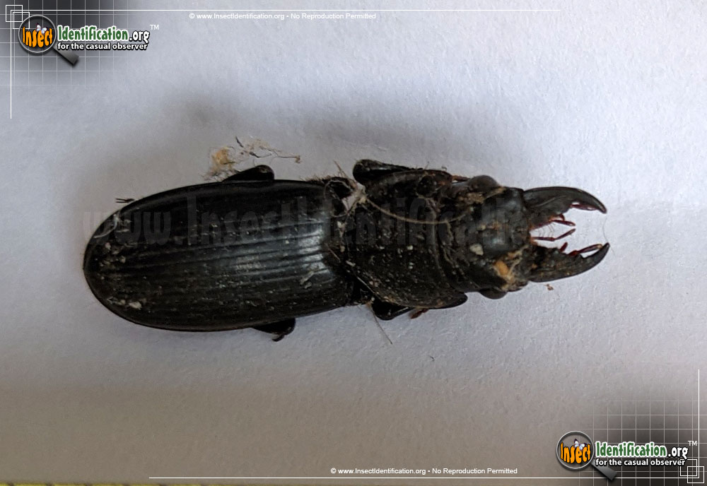 Full-sized image of the Big-Headed-Ground-Beetle