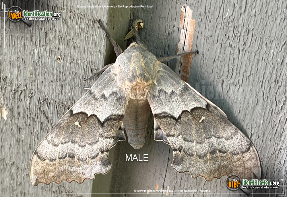 Full-sized image of the Big-Poplar-Sphinx-Moth
