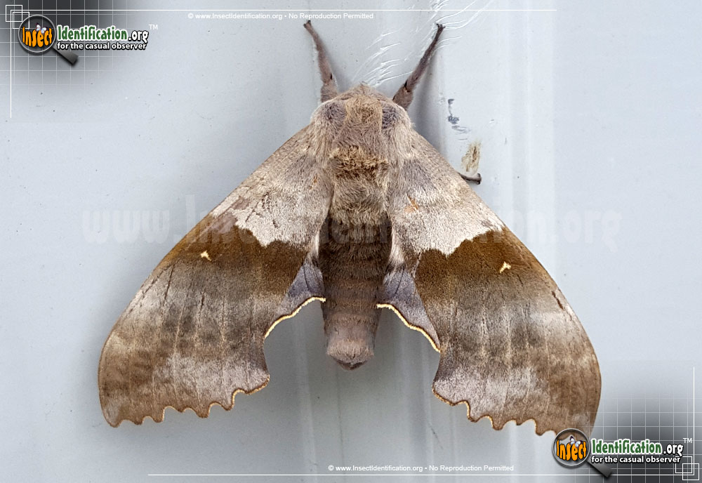 Full-sized image #3 of the Big-Poplar-Sphinx-Moth