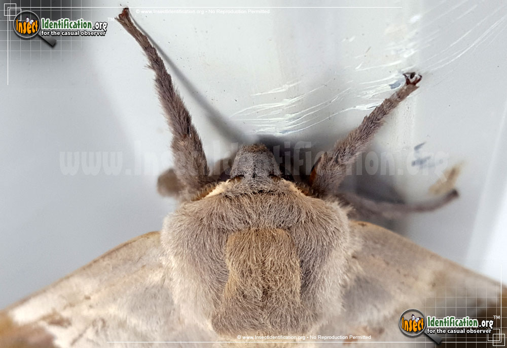 Full-sized image #6 of the Big-Poplar-Sphinx-Moth