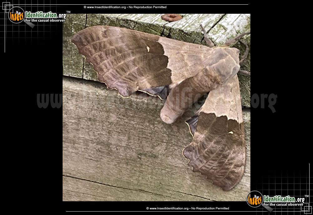 Full-sized image #10 of the Big-Poplar-Sphinx-Moth