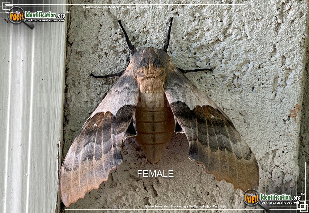 Full-sized image #2 of the Big-Poplar-Sphinx-Moth