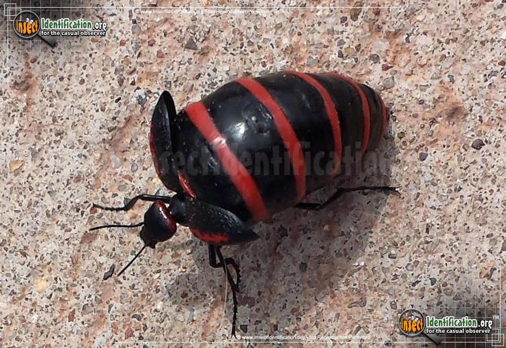 Full-sized image #5 of the Black-and-Red-Blister-Beetle
