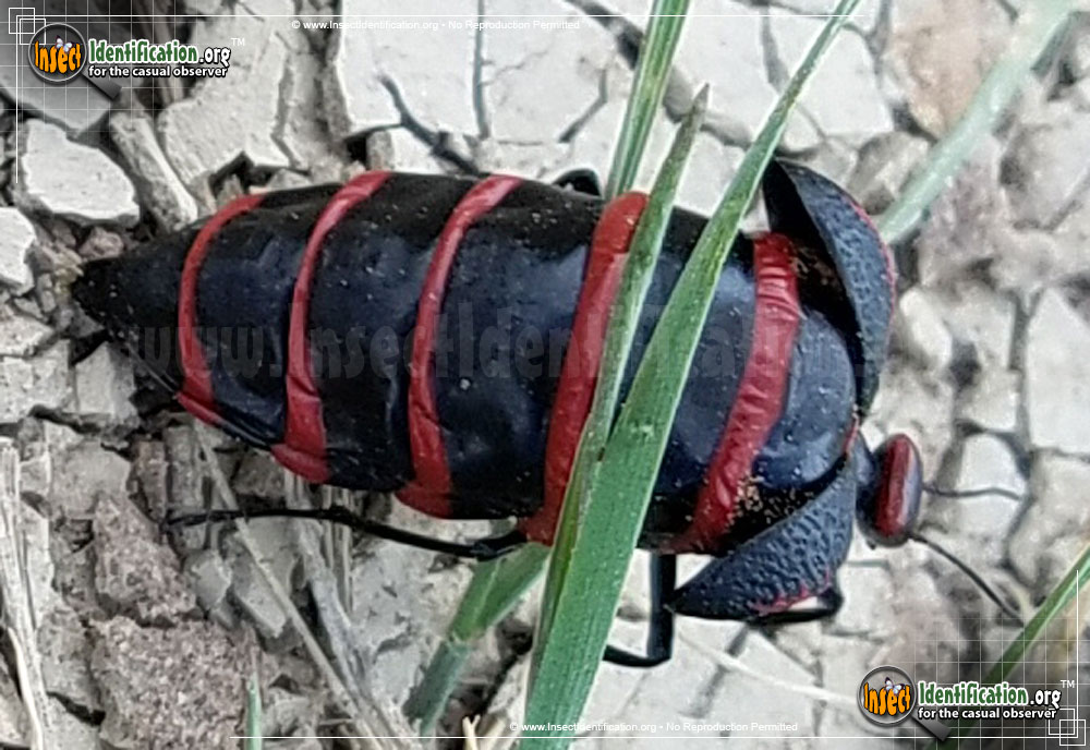 Full-sized image #4 of the Black-and-Red-Blister-Beetle