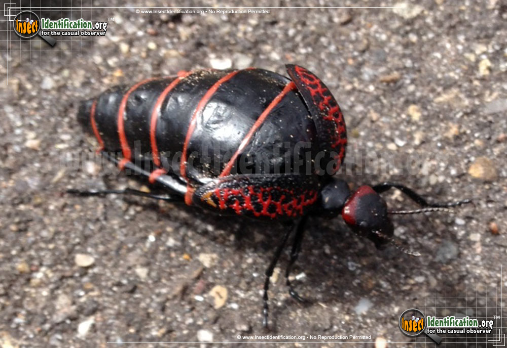 Full-sized image of the Black-and-Red-Blister-Beetle