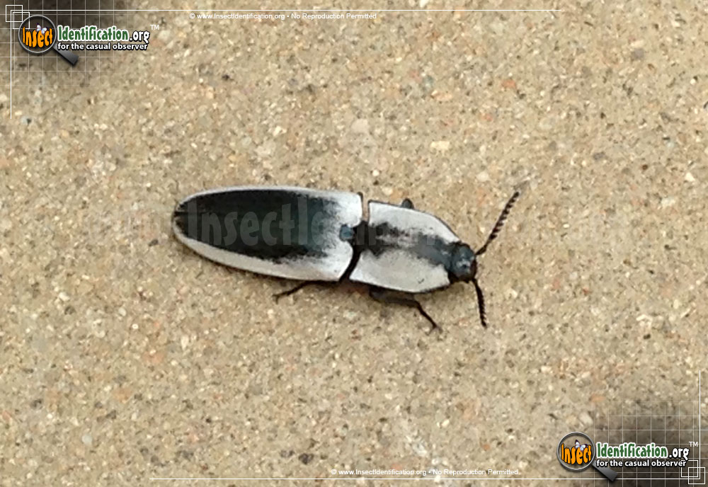 Full-sized image of the Black-and-White-Click-Beetle