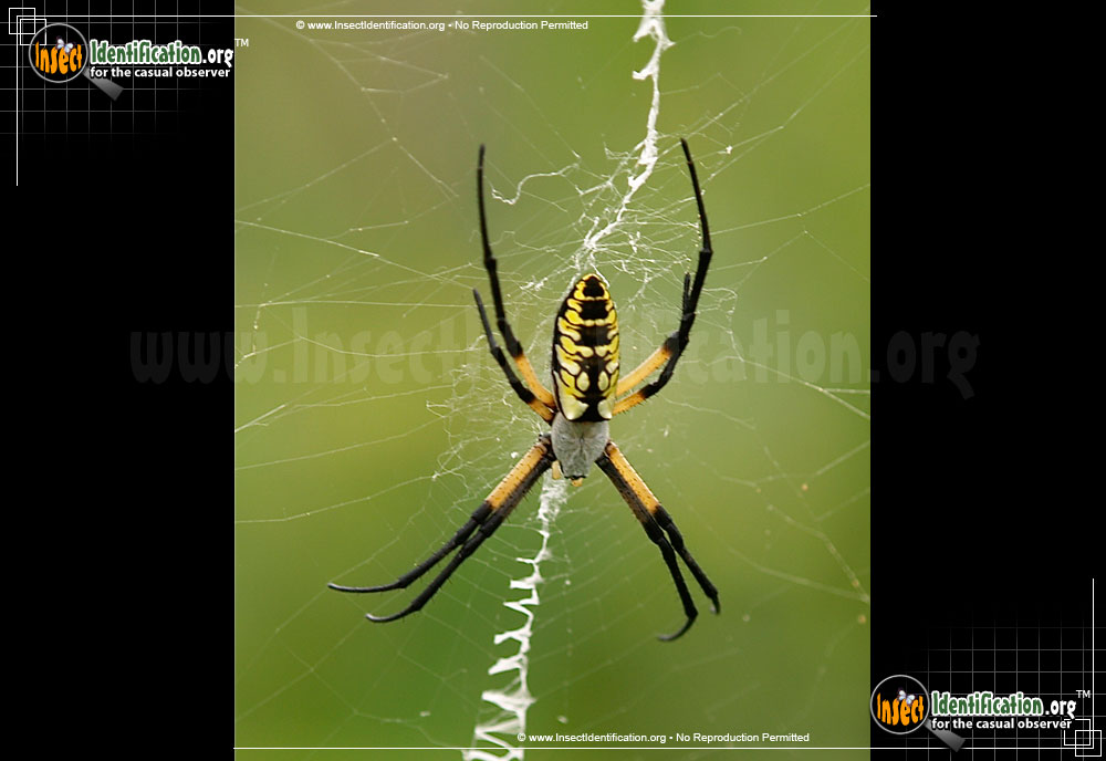 Full-sized image #2 of the Black-and-Yellow-Garden-Spider