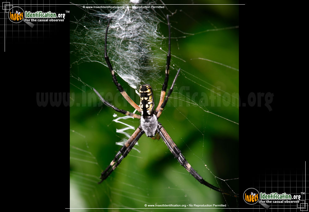 Full-sized image #15 of the Black-and-Yellow-Garden-Spider