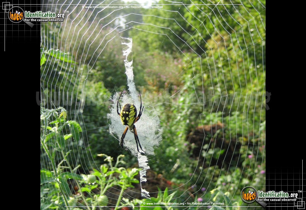 Full-sized image #5 of the Black-and-Yellow-Garden-Spider