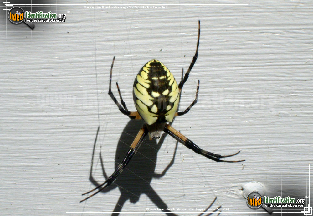 Full-sized image #12 of the Black-and-Yellow-Garden-Spider
