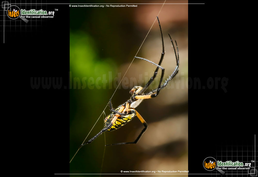 Full-sized image #7 of the Black-and-Yellow-Garden-Spider