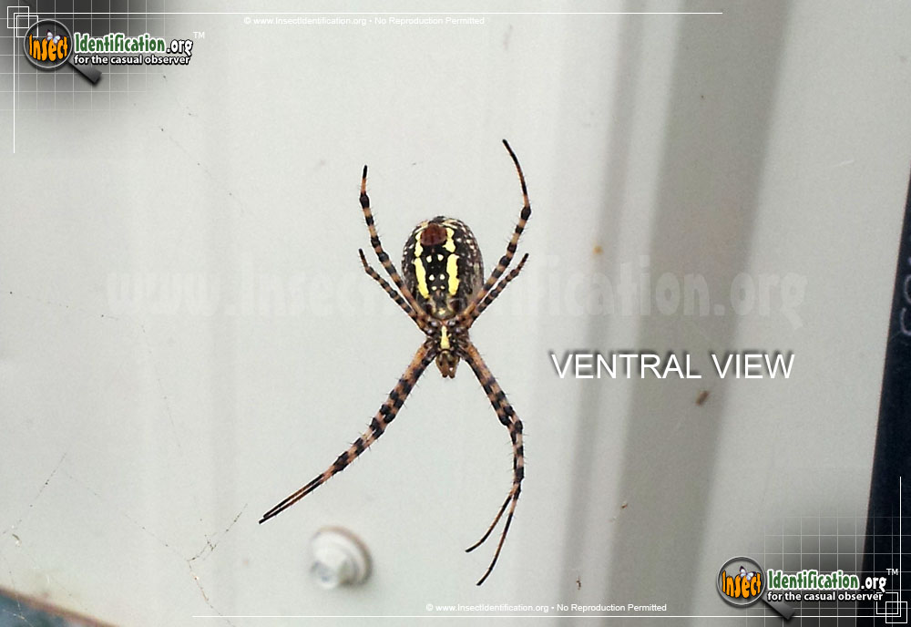 Full-sized image #8 of the Black-and-Yellow-Garden-Spider