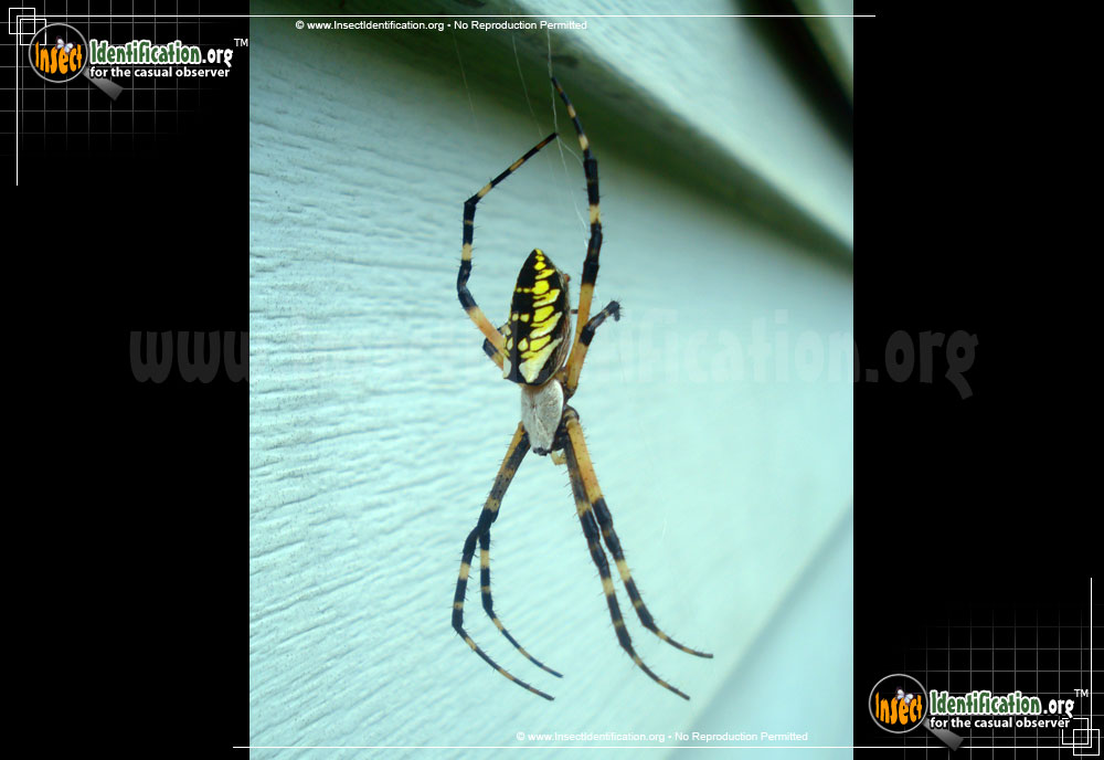 Full-sized image #6 of the Black-and-Yellow-Garden-Spider