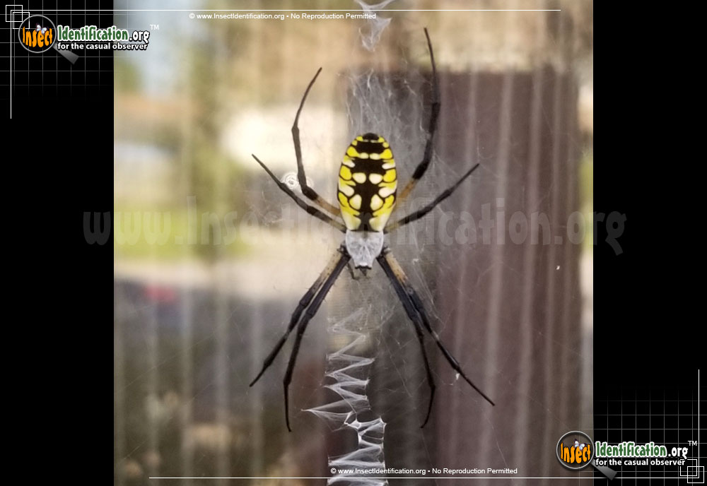 Full-sized image #10 of the Black-and-Yellow-Garden-Spider