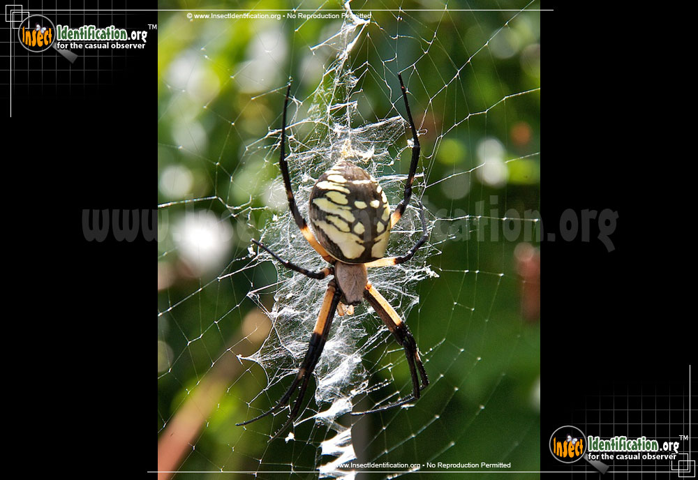 Full-sized image #9 of the Black-and-Yellow-Garden-Spider