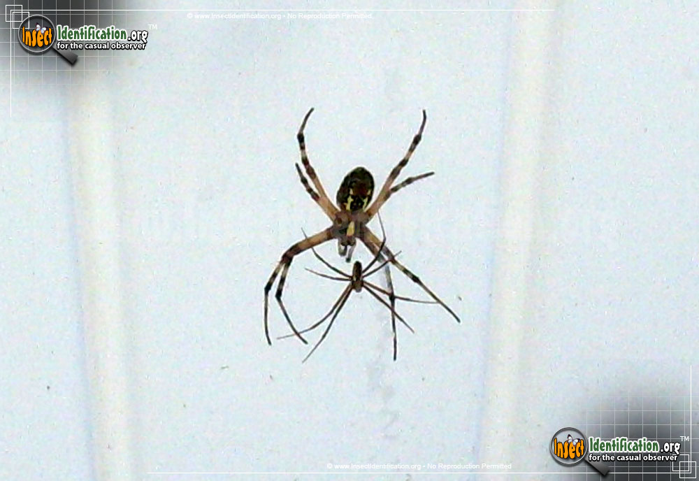 Full-sized image #14 of the Black-and-Yellow-Garden-Spider