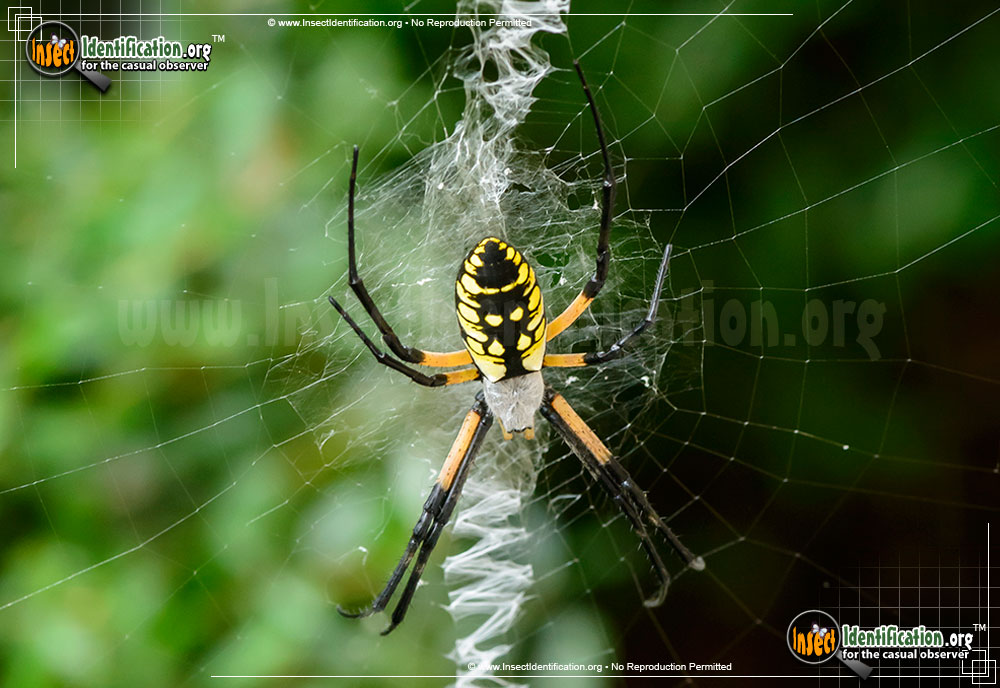 Full-sized image of the Black-and-Yellow-Garden-Spider
