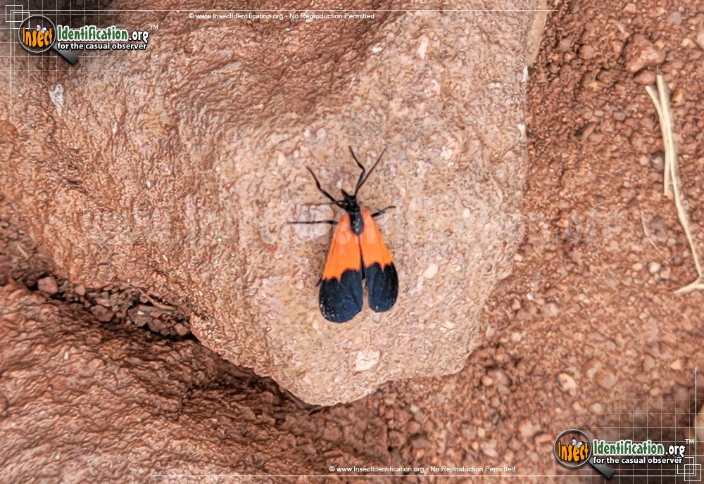 Full-sized image of the Black-and-Yellow-Lichen-Moth