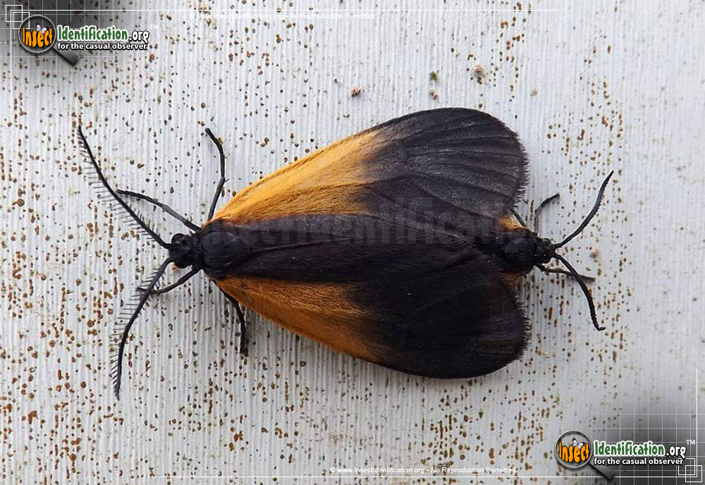 Full-sized image #3 of the Black-and-Yellow-Lichen-Moth