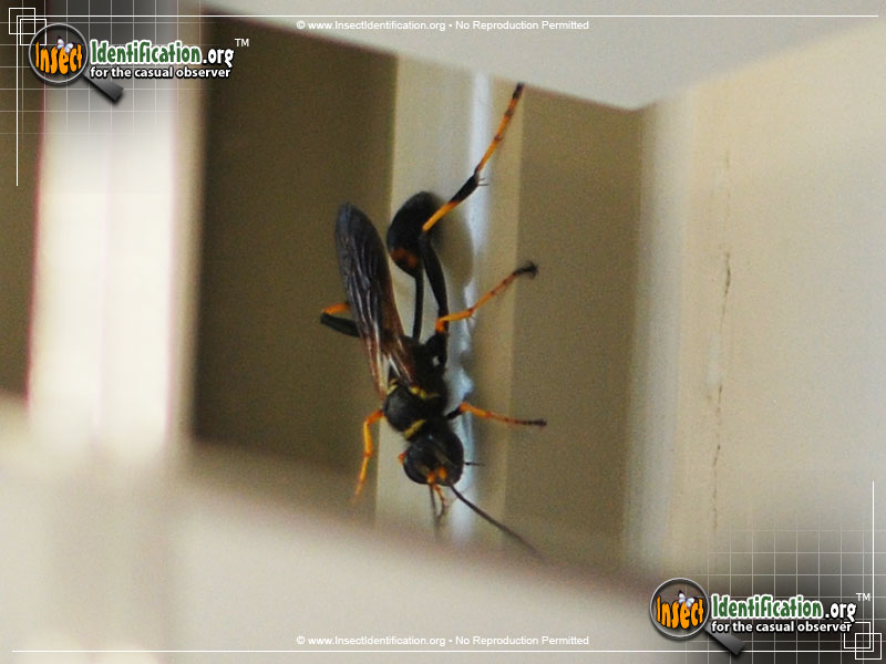 Full-sized image #4 of the Black-and-Yellow-Mud-Dauber
