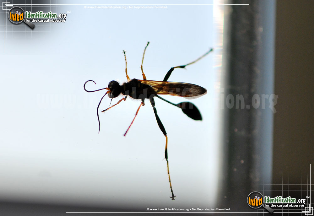 Full-sized image #6 of the Black-and-Yellow-Mud-Dauber