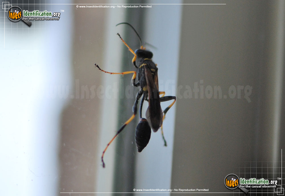 Full-sized image #2 of the Black-and-Yellow-Mud-Dauber